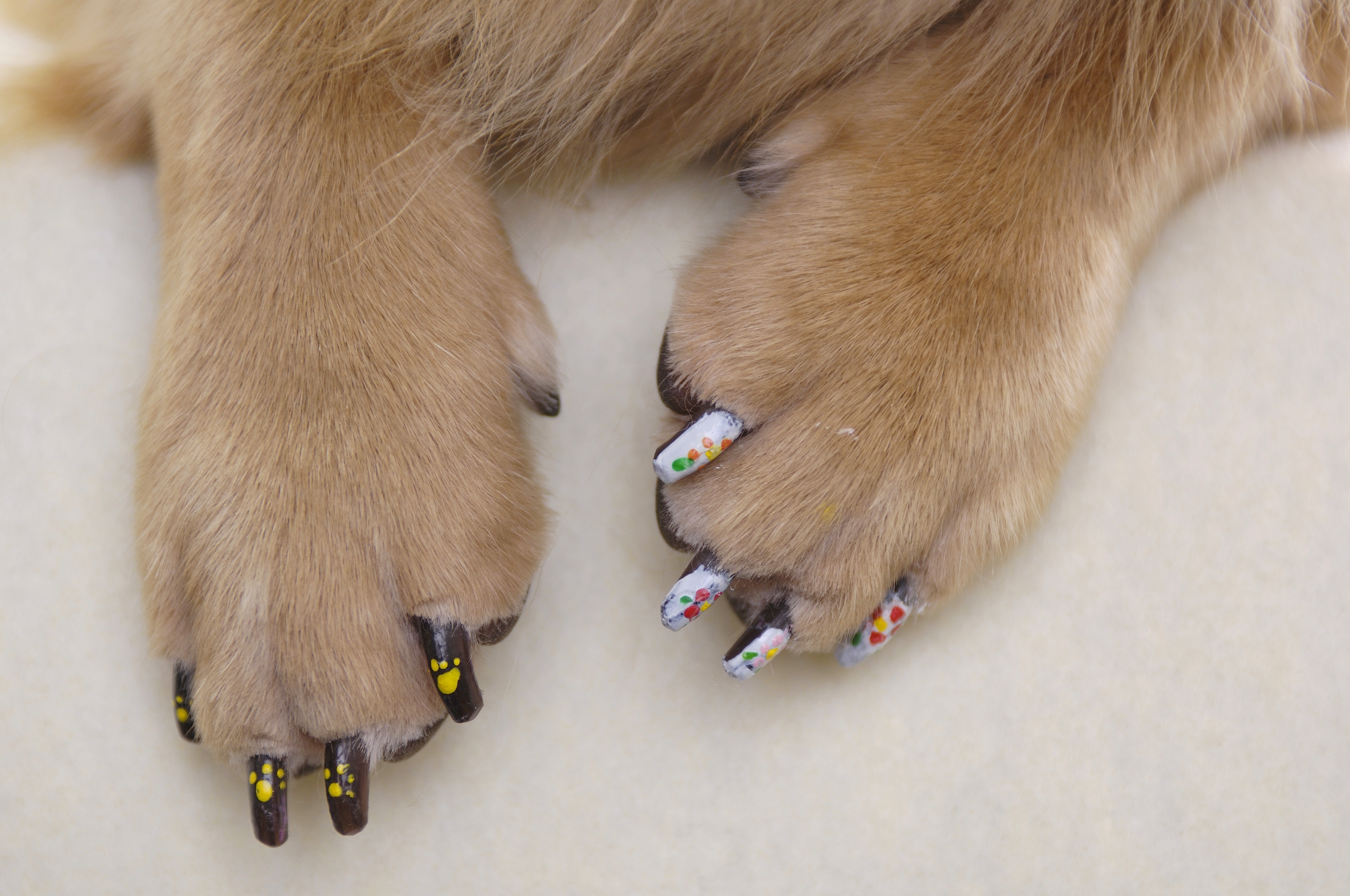 How to clip your dogs nails – Pet Connect NZ