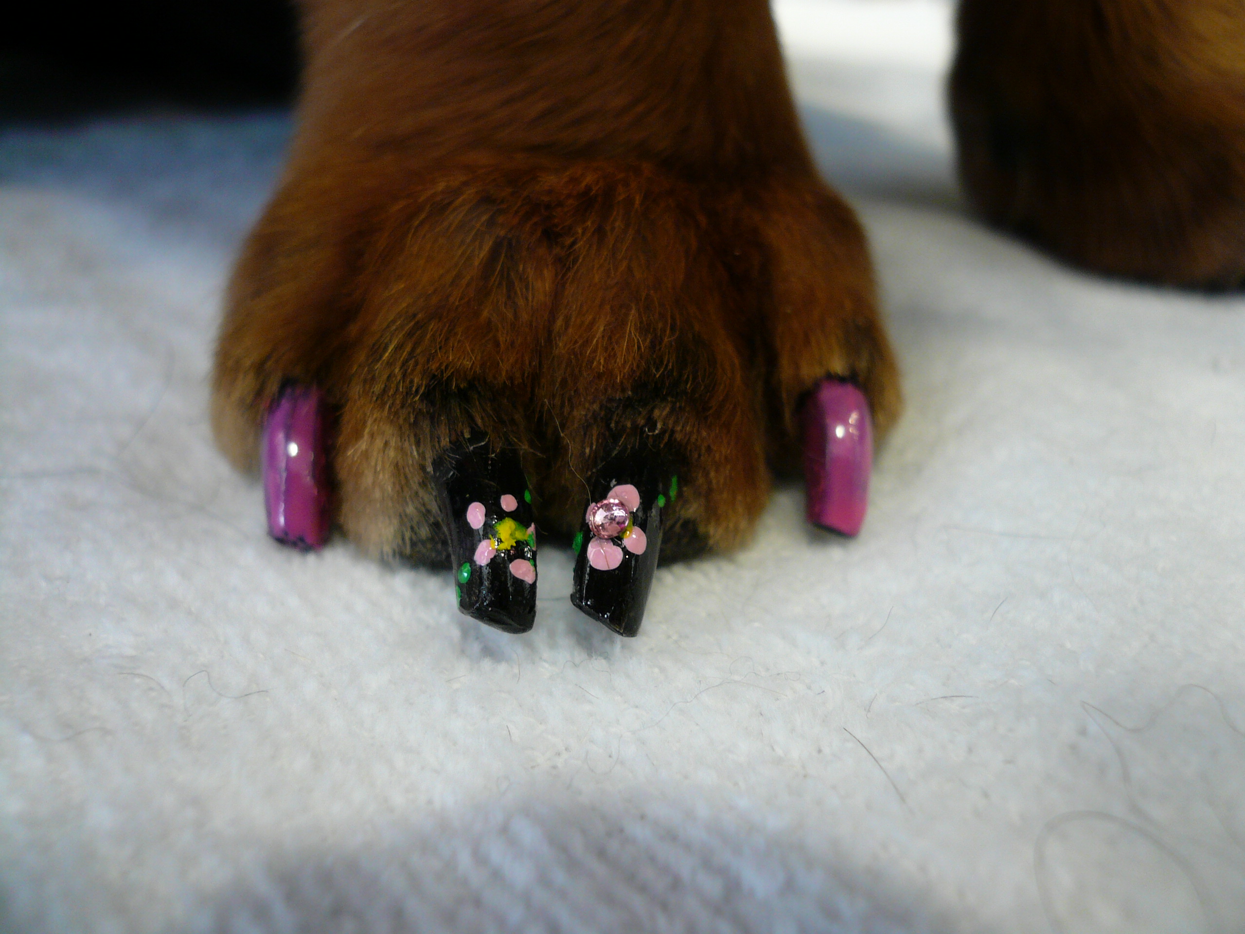 Ногти как у кошки. Собачий маникюр. Маникюр с собаками. Пушистые ногти. Собака с накрашенными ногтями.